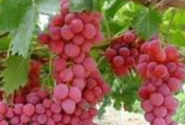 Red Globe Grapes Chile