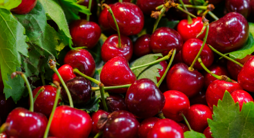 Fresh Cherries